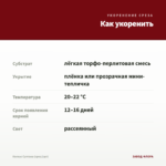 Колеус Султана (срез/1шт) — как укоренить черенок