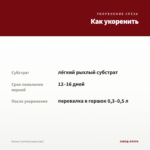 Колеус Султана (срез/1шт) — как укоренить черенок