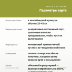 Колеус Sunstroke (0,1л) — параметры сорта