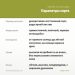 Колеус Sunstroke (срез/1шт) — параметры сорта