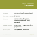 Колеус Sunstroke (срез/1шт) — что приедет