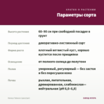 Колеус Tabasco (срез/1шт) — параметры сорта