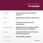 Колеус Tabasko (0,1л) — что приедет