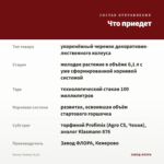 Колеус Tammy (0,1л) — что приедет