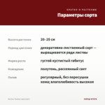 Колеус Tammy (срез/1шт) — параметры сорта