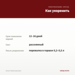 Колеус Tammy (срез/1шт) — как укоренить черенок