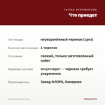Колеус Tammy (срез/1шт) — что приедет