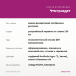 Колеус The Flame (0,1л) — что приедет