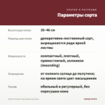 Колеус Thrower Salsa Roja (срез/1шт) — параметры сорта