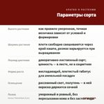 Колеус Tickled Rose (0,1л) — параметры сорта
