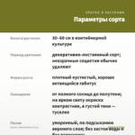 Колеус Tohuwabohu (0,1л) — параметры сорта