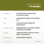 Колеус Tohuwabohu (0,1л) — что приедет
