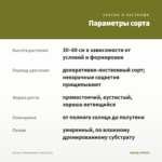 Колеус Tohuwabohu (срез/1шт) — параметры сорта