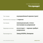 Колеус Tohuwabohu (срез/1шт) — что приедет