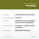 Колеус Tohuwabohu (срез/1шт) — что приедет