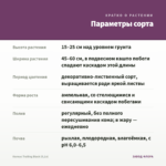 Колеус Trailing Black (0,1л) — параметры сорта