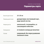 Колеус Trailing Black (срез/1шт) — параметры сорта