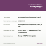 Колеус Trailing Black (срез/1шт) — что приедет