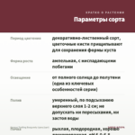 Колеус Trailing Burgundy (срез/1шт) — параметры сорта