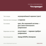 Колеус Trailing Burgundy (срез/1шт) — что приедет