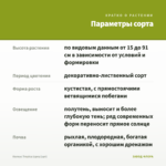 Колеус Tropica (срез/1шт) — параметры сорта