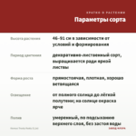 Колеус Trusty Rusty (0,1л) — параметры сорта