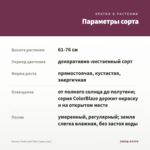 Колеус Twist and Twirl (срез/1шт) — параметры сорта
