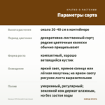 Колеус UTS Hermit Crab (0,1л) — параметры сорта