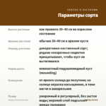 Колеус UTS Hermit Crab — параметры сорта