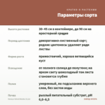 Колеус Velvet Mocha (0,1л) — параметры сорта