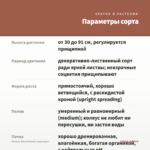 Колеус Velvet Mocha (срез/1шт) — параметры сорта
