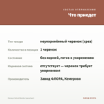 Колеус Velvet Mocha (срез/1шт) — что приедет