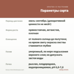 Колеус Velvet Mocha(срез/1шт) — параметры сорта