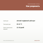 Колеус Velvet Mocha(срез/1шт) — как укоренить черенок