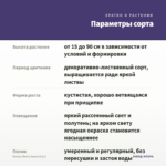 Колеус Вerry Sauce (0,1л) — параметры сорта