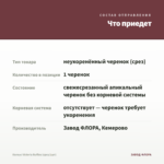 Колеус Victoria Ruffles (срез/1шт) — что приедет