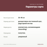 Колеус Victoria Ruffles (срез/1шт) — параметры сорта