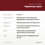 Колеус Вlumei Rose (0,1л) — параметры сорта