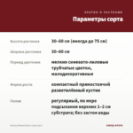 Колеус Вlumei Rose (срез/1шт) — параметры сорта