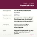 Колеус Walter Turner (0,1л) — параметры сорта