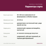 Колеус Walter Turner (срез/1шт) — параметры сорта