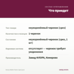 Колеус Walter Turner (срез/1шт) — что приедет