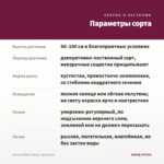 Колеус Walter Turner (срез/1шт) — параметры сорта