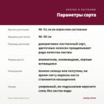 Колеус Watermelon (0,1л) — параметры сорта