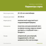 Колеус Wizard (0,1л) — параметры сорта