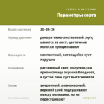 Колеус Wizard Jade (0,1л) — параметры сорта
