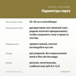Колеус Wizard Pastel (0,1л) — параметры сорта