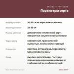 Колеус Wizard Pastel (срез/1шт) — параметры сорта