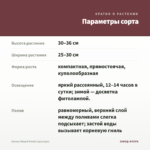 Колеус Wizard Pastel (срез/1шт) — параметры сорта