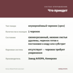Колеус Wizard Pastel (срез/1шт) — что приедет